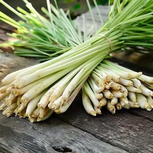 SẢ CÂY