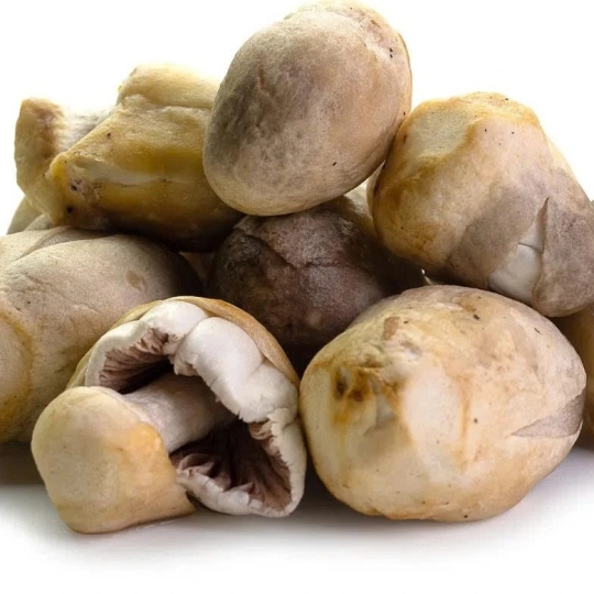 NẤM RƠM